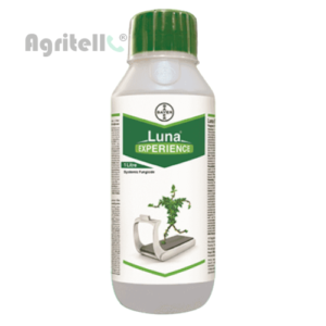 Luna Experience Bayer