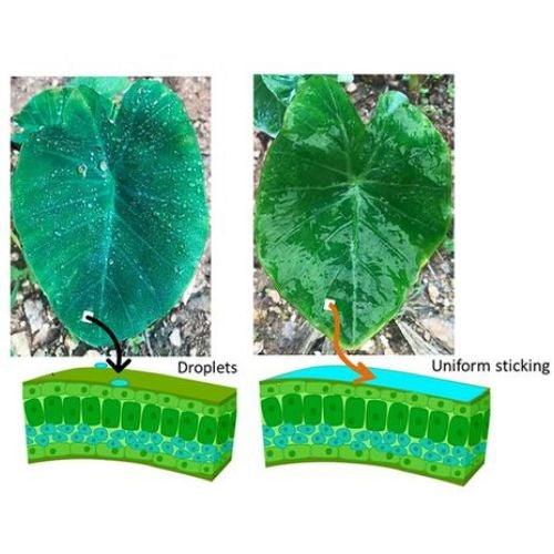 Buy Barrix Wetter Online - Agritell.com